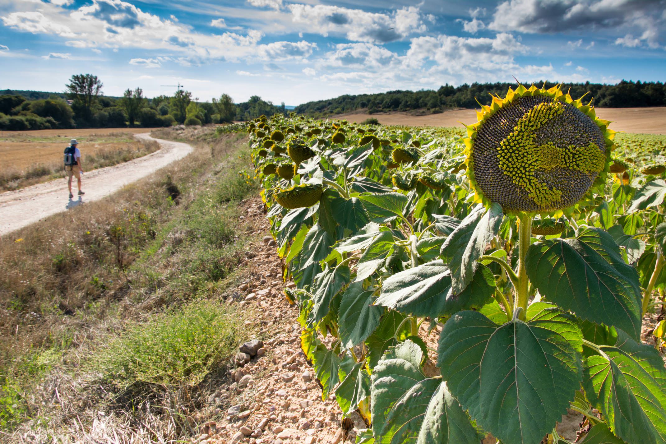 Pilgrims walking the Camino de Santiago under bright blue sky, symbolizing the wellness journey