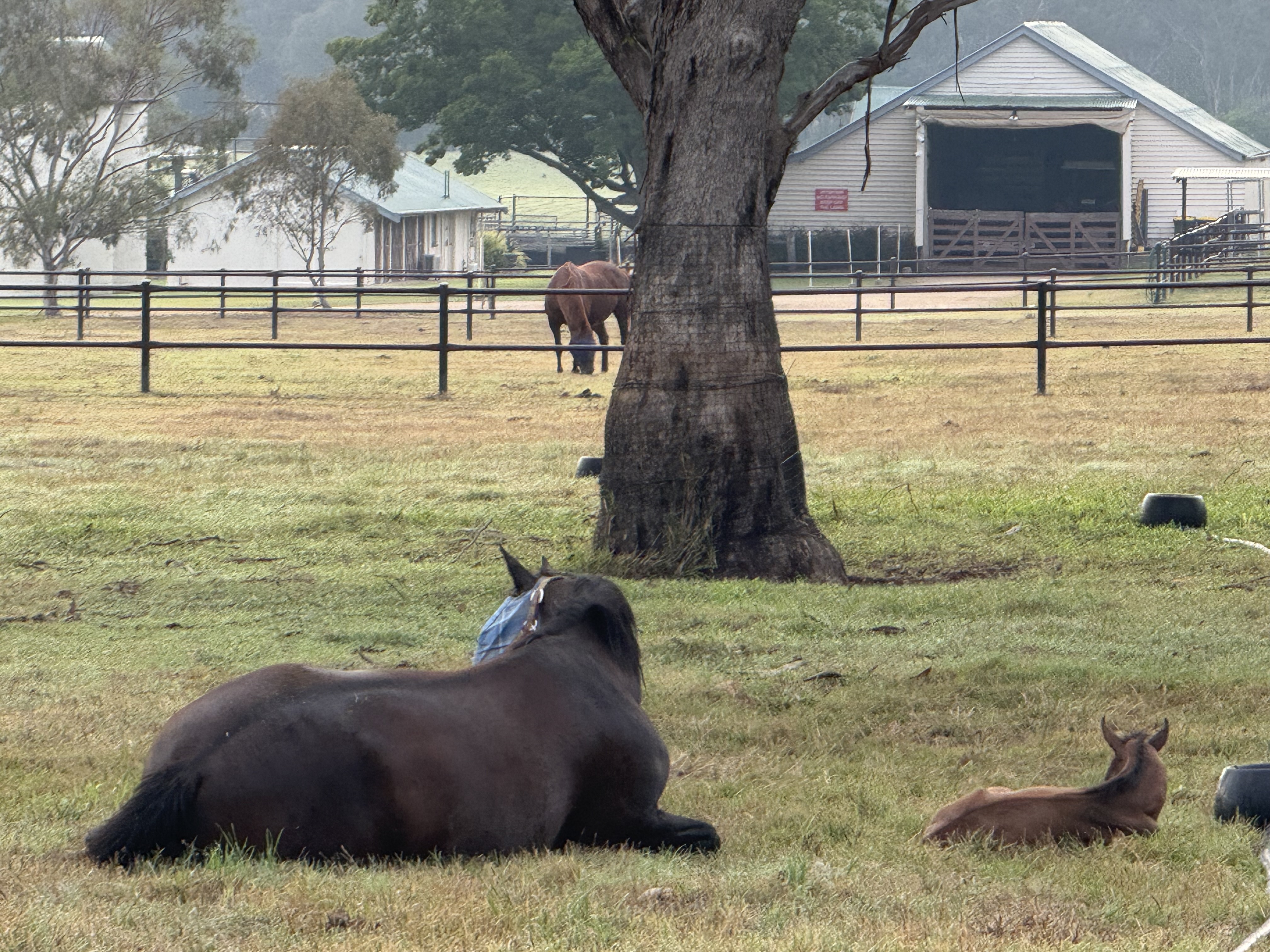 Country Living milestone